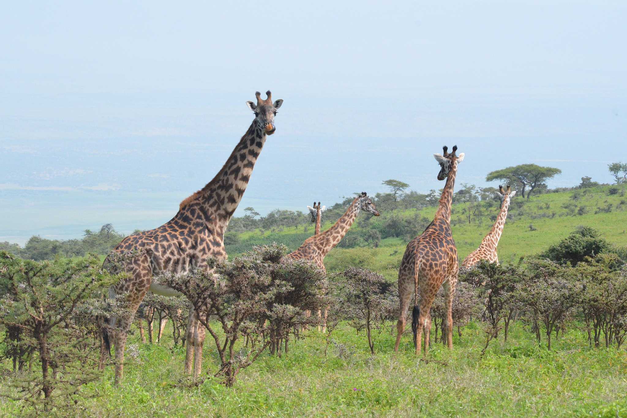 Tanzania wildlife safari